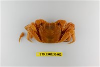 藏品(帝王仿相手蟹)的圖片